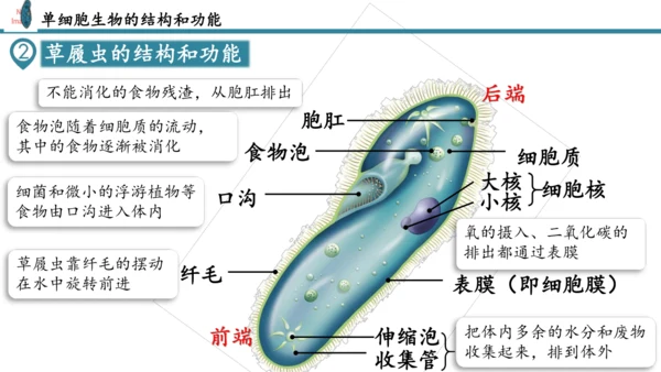 人教版生物七年级上册第一单元《生物与细胞》单元复习课件(共53张PPT)