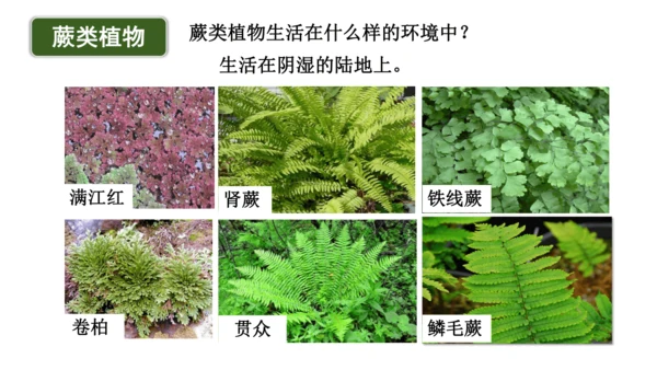 2.1.1藻类、苔藓植物和蕨类植物-七年级生物上学期同步优质课件（人教版2024）(共26张PPT)