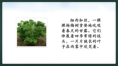 统编版语文三年级上册 第五单元  习作例文 我爱故乡的杨梅 课件