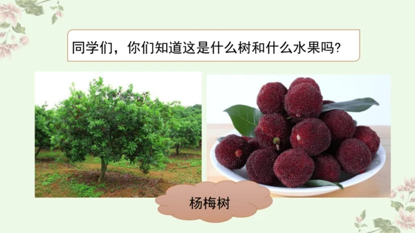 第五单元习作例文我爱故乡的杨梅