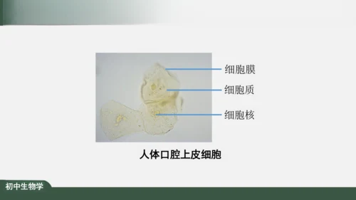 2.1.3 动物细胞 课件（共32张PPT）