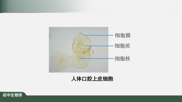 2.1.3 动物细胞 课件（共32张PPT）