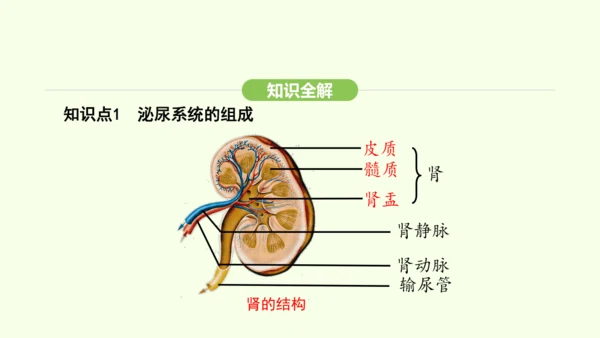 第四单元-第五章-人体内废物的排出课件-2024-2025学年七年级生物下学期人教版(2024)(共