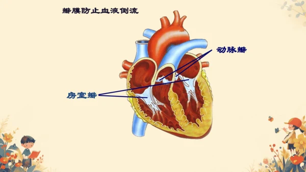 初中生物学人教版（新课程标准）七年级下册4.4.3输送血液的泵──心脏课件(共27张PPT)