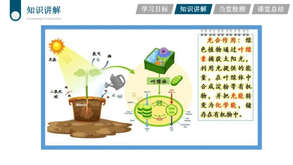 3.3.4  绿色植物是生物圈中有机物的制造者  课件-2023-2024学年人教版生物七年级上册(