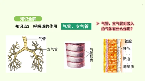第四单元-第三章-第一节-呼吸道对空气的处理课件-2024-2025学年七年级生物下学期人教版(20
