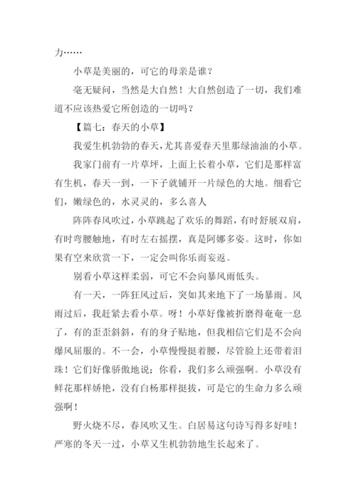 春天的小草作文300字.docx