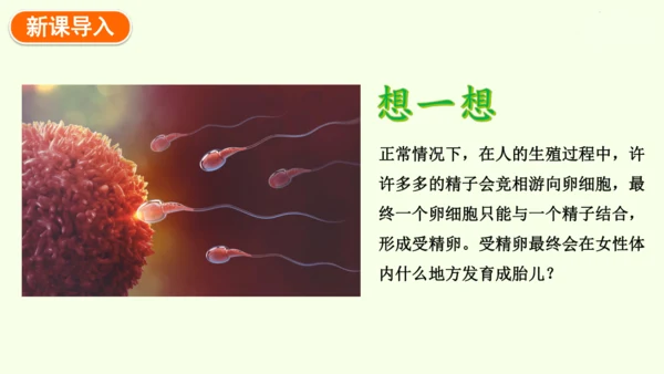 4.1.1人的生殖-七年级生物下学期同步精品课件（2024人教版）(共24张PPT)