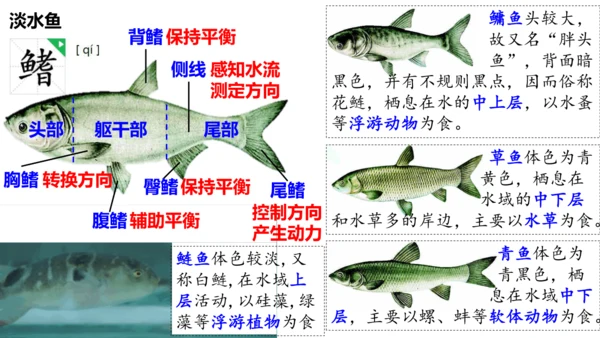 人教版生物八年级上册5.1.4《鱼》课件(共17张PPT)