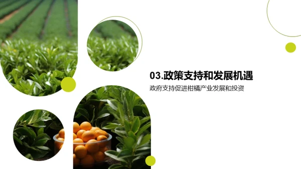 柑橘行业：挖掘投资新机遇