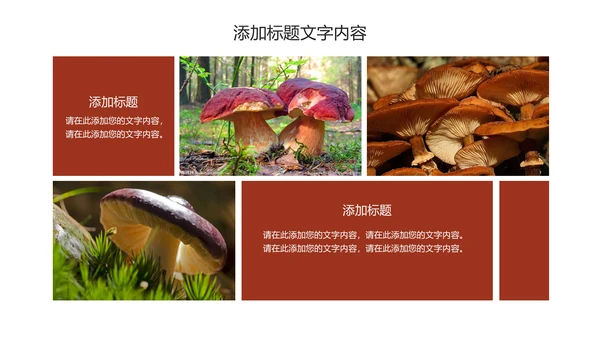蘑菇菌类养生文化宣传动态PPT模板