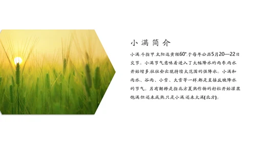 金色麦穗丰收的稻谷小满通用PPT模板