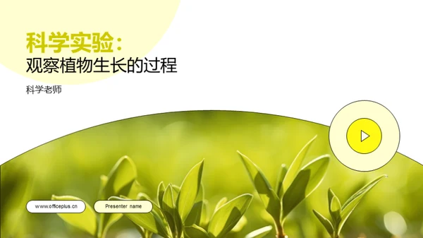 科学实验：观察植物生长的过程