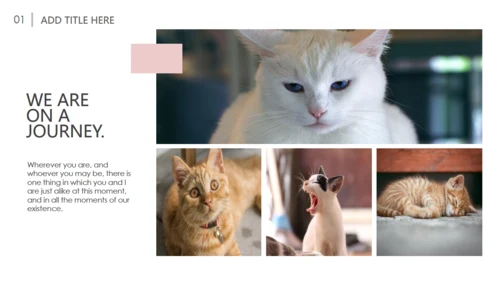 吸猫宠物猫咪日记通用PPT模板
