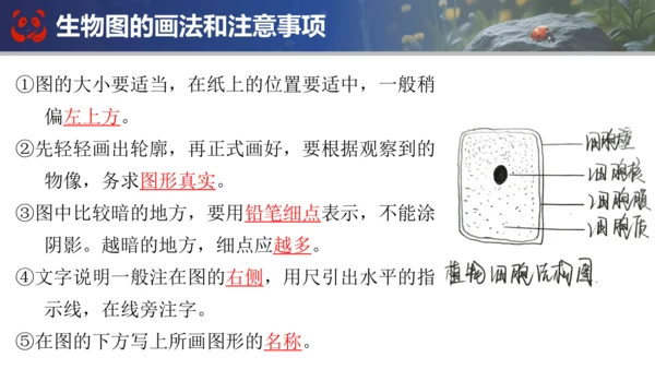 人教版（2024）七年级上册生物七年级上册期末总复习课件(共31张PPT)