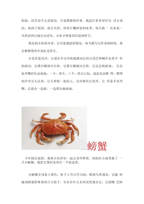 描写小动物的作文。