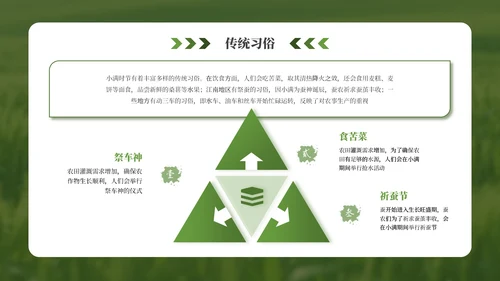 绿色小满节气介绍通用模板