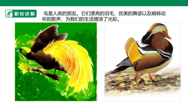 第十九课《我喜欢的鸟》课件