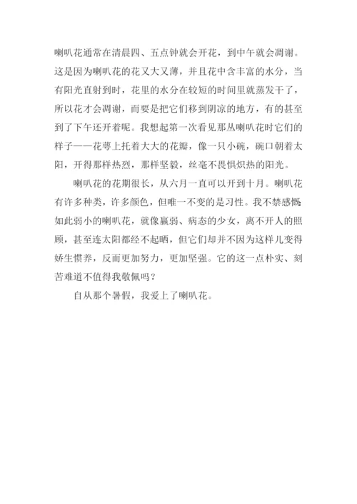 喇叭花作文800字.docx