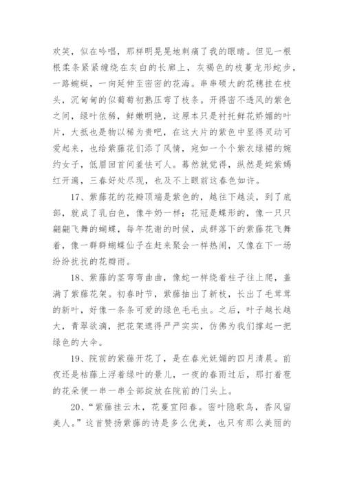 描写紫藤花的句子.docx