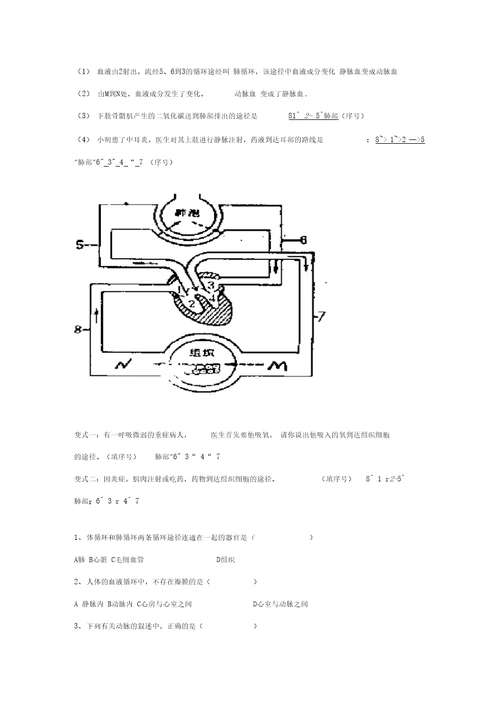 血液循环生物知识点