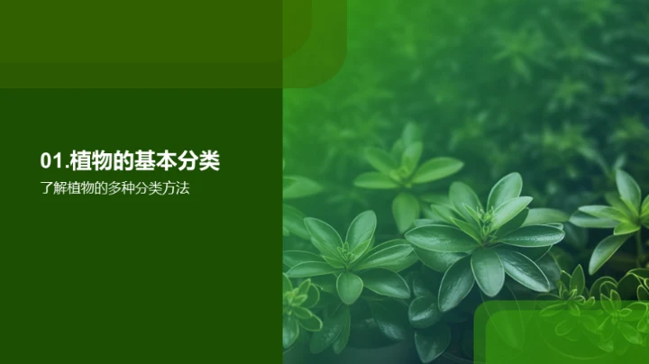 探索植物的奥秘