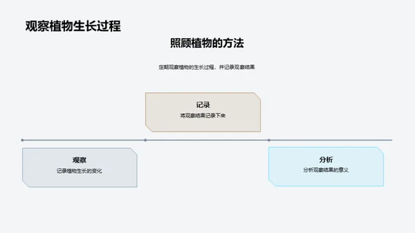 植物的生长过程