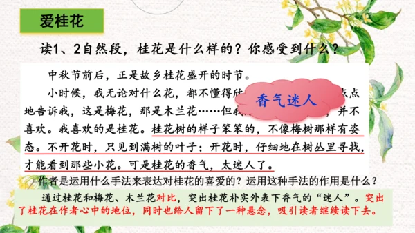 3.桂花雨  课件