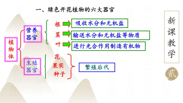 2.2.3 植物体的结构层次2023-2024学年七年级生物上册精品课件（人教版）(共18张PPT)