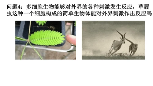 人教版生物七年级上册1.3.4 单细胞生物 教学课件（共22张ppt）+视频素材