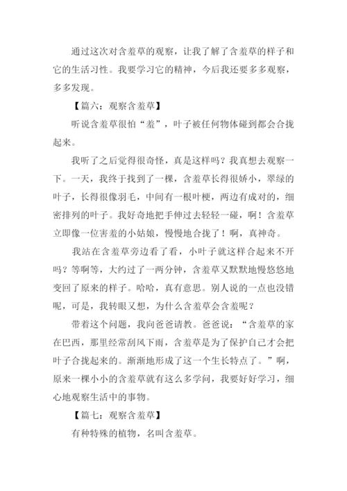 观察含羞草作文300字.docx