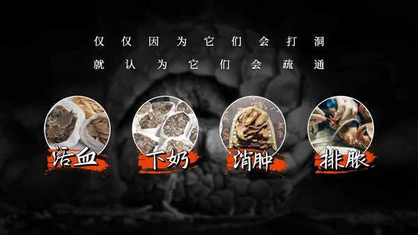 保护野生动物穿山甲通用PPT模板