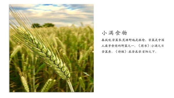 金色麦穗丰收的稻谷小满通用PPT模板