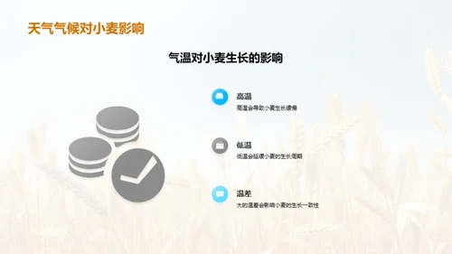 小麦高效种植新策略