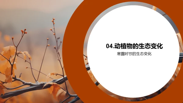 寒露季节的自然奥秘