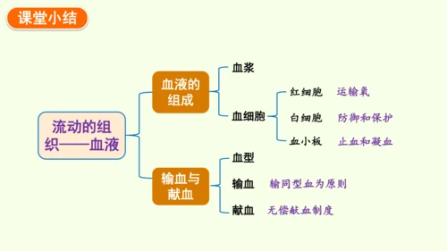 4.4.1流动的组织——血液-七年级生物下学期同步精品课件（2024人教版）(共38张PPT)