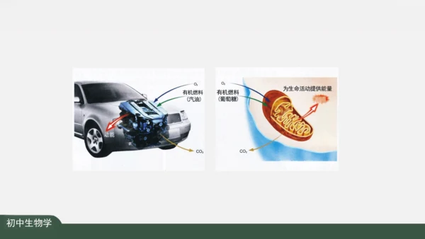 2.1.4  细胞的生活 课件（共26张PPT）