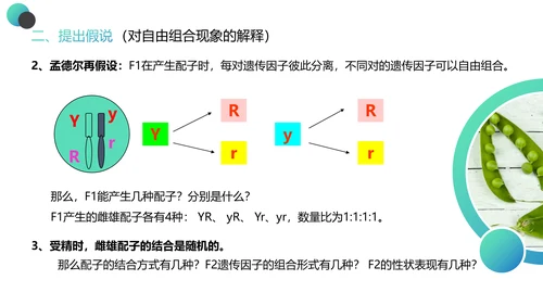 高中生物豌豆杂交实验PPT课件