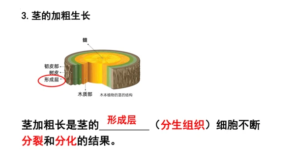 人教版七年级生物上册第三单元第一与二章复习课件(共21张PPT)