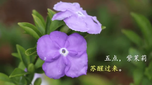13《花钟》（课件）