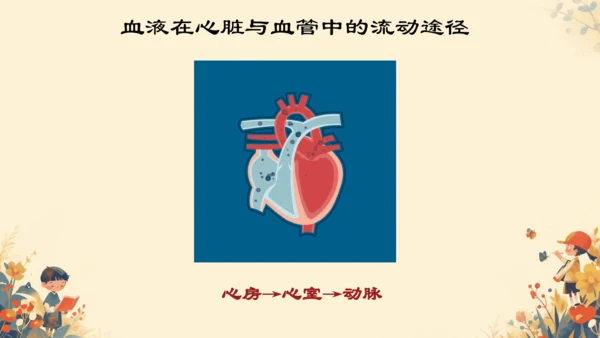 初中生物学人教版（新课程标准）七年级下册4.4.3输送血液的泵──心脏课件(共27张PPT)