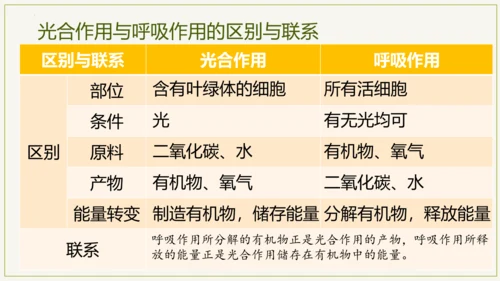 3.5.2 绿色植物的呼吸作用（课件）七年级生物上学期（人教版）(共32张PPT)