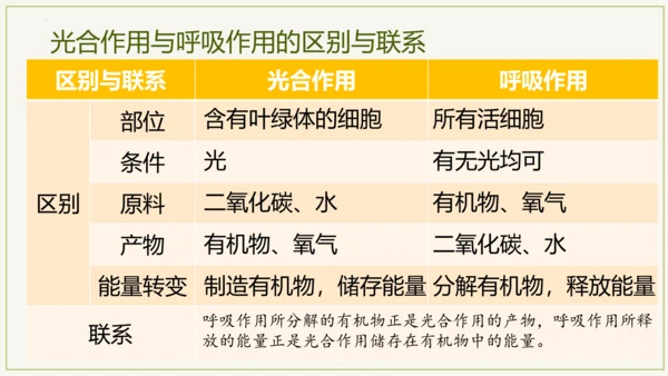 3.5.2 绿色植物的呼吸作用（课件）七年级生物上学期（人教版）(共32张PPT)