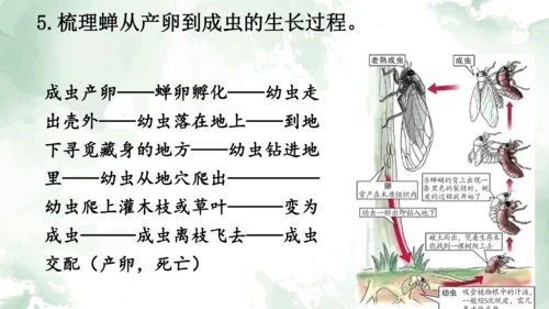 第21课《蝉》课件
