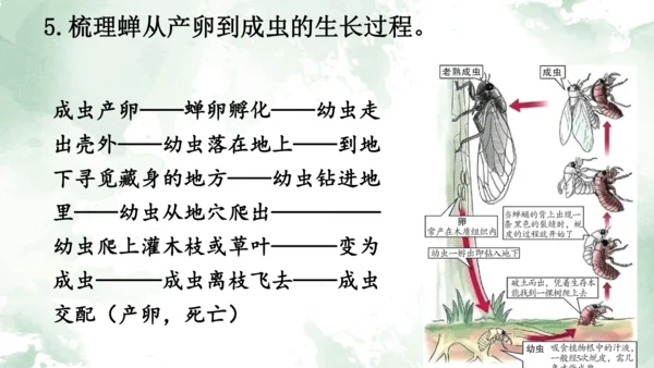 第21课《蝉》课件