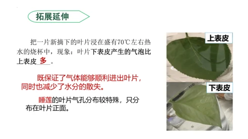 3.3 绿色植物与生物圈的水循环（课件）七年级生物上学期（人教版）(共25张PPT)