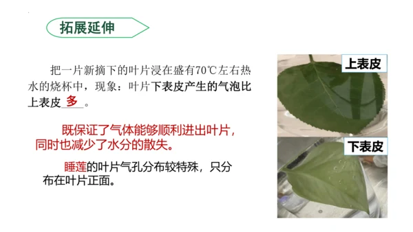 3.3 绿色植物与生物圈的水循环（课件）七年级生物上学期（人教版）(共25张PPT)