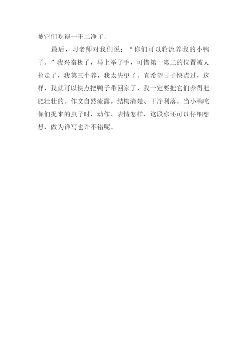 养鸭子作文0.docx