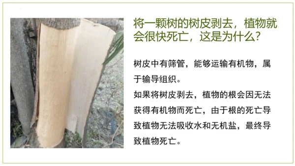 2.2.3植物体的结构层次 【说课课件】2023--2024学年人教版生物七年级上册(共42张PPT