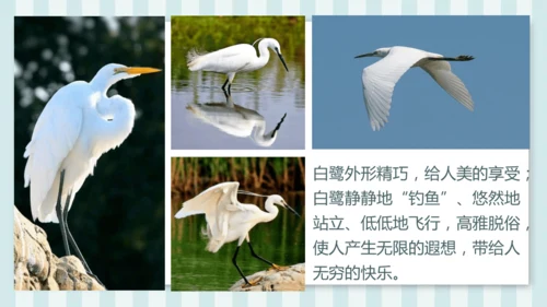 1《白鹭》课件